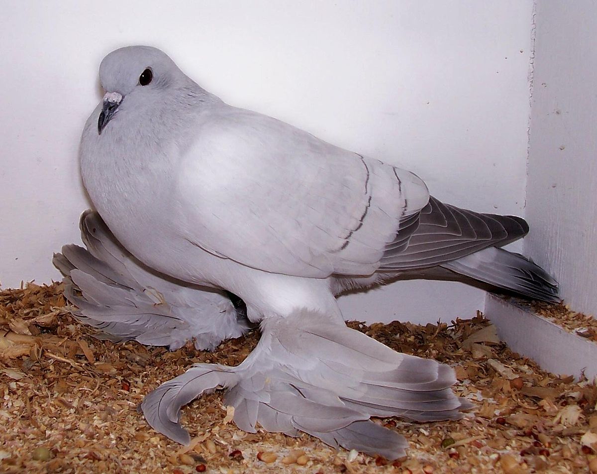 الحمام