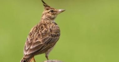 جميع اسماء وانواع العصافير بالصور والمعلومات