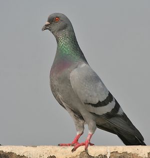 حمام جبلى