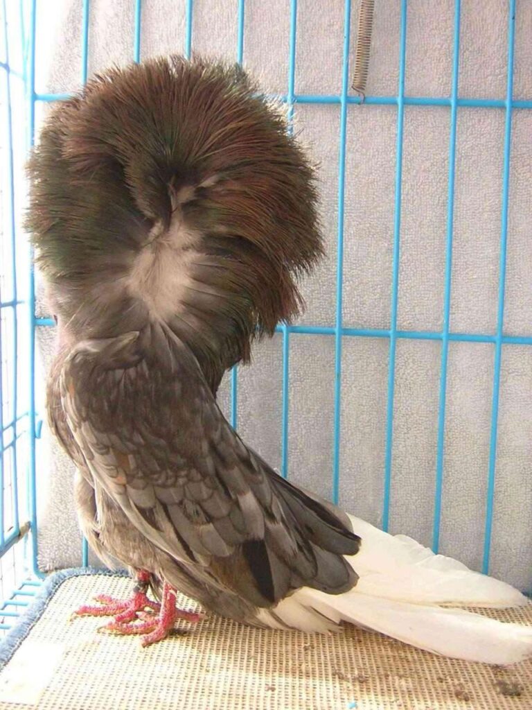 حمام النمس