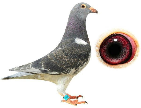 حمام الزاجل