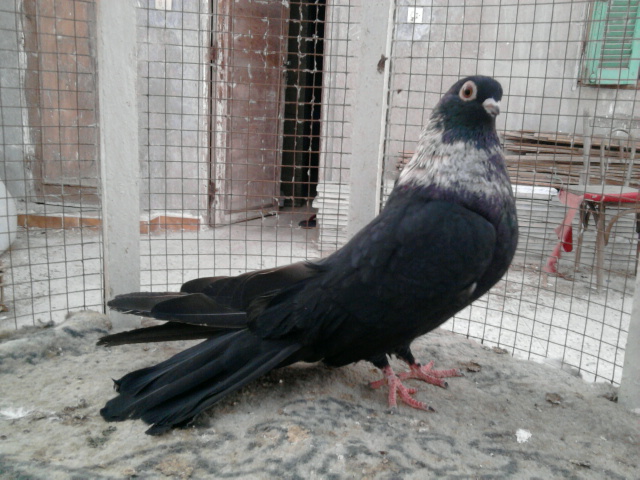 حمام ريحانى مصرى