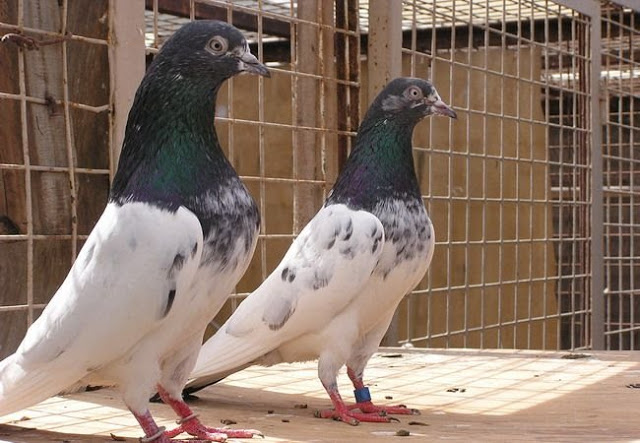 الحمام الباكستانى
