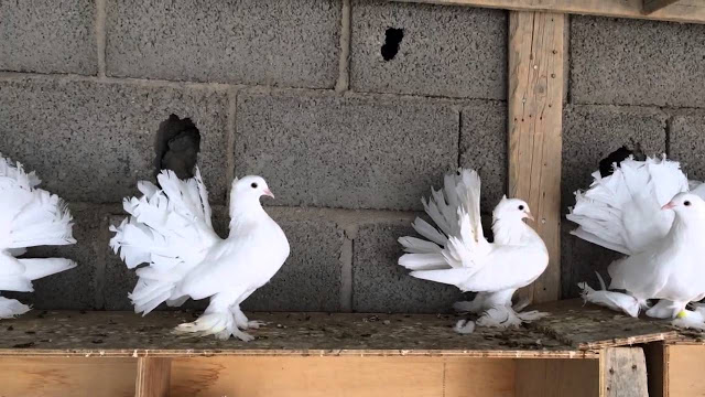 الحمام الهندى 