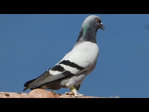حمام القلاب التركى