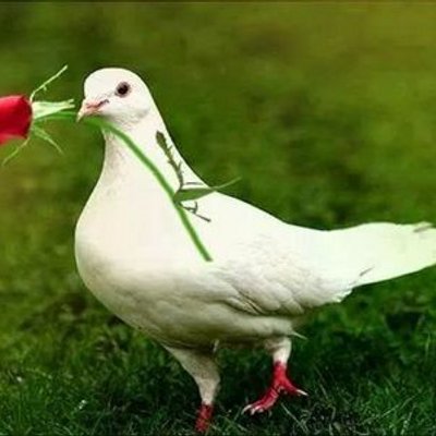 حمام الحب