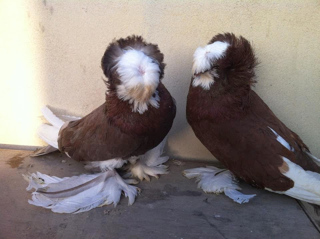 صورة حمام بخارى 