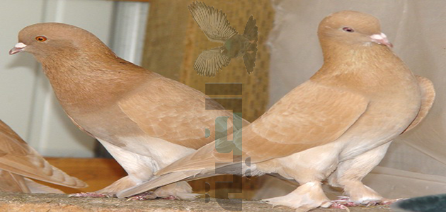 صور حمام الزينه