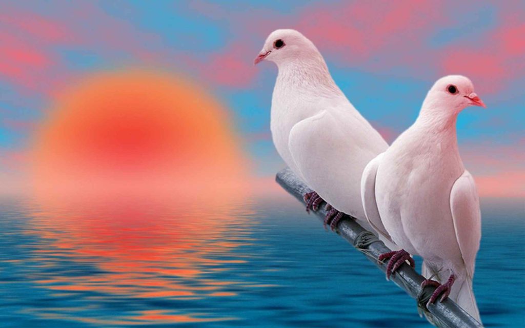 صور حمام الحب