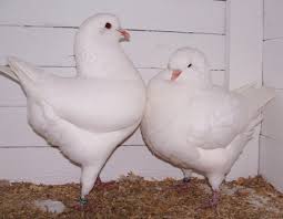 صورة حمام الكينج 