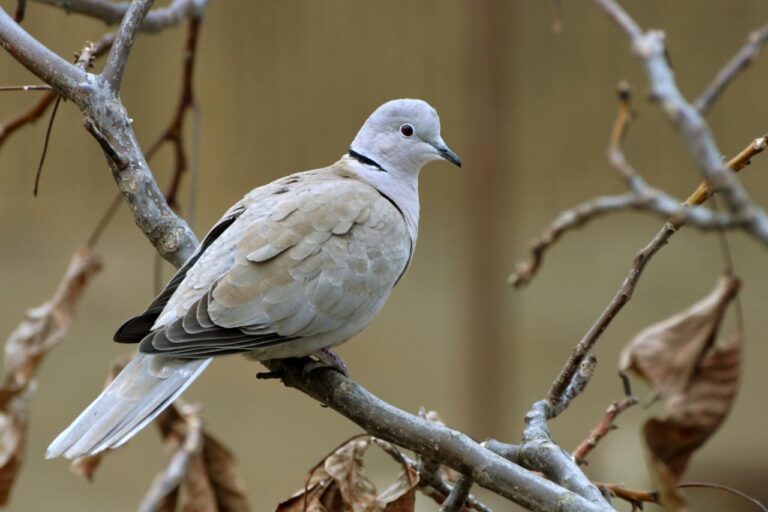 طائر اليمام