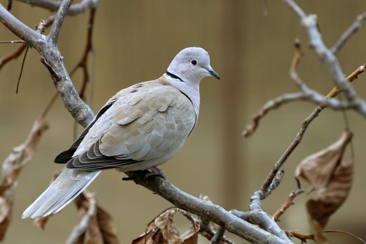 طائر اليمام
