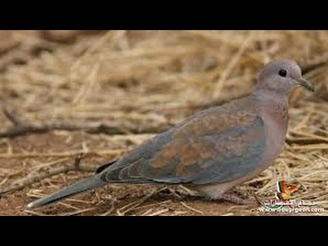 اليمام الرملي الداكن