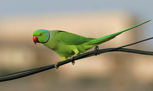 ببغاء الدرة الهندي