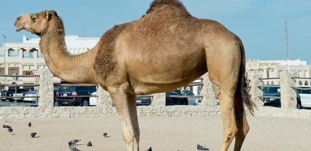 الجمل العربي