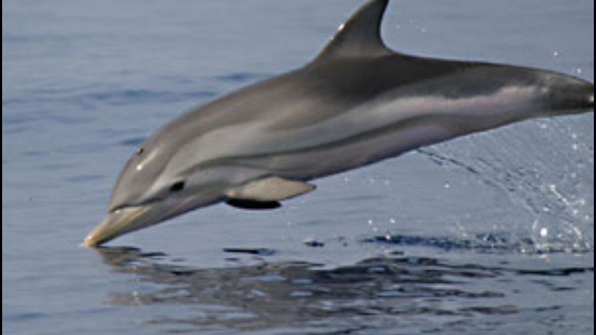 الدرفيل