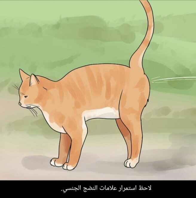 تزاوج القطط عن قرب