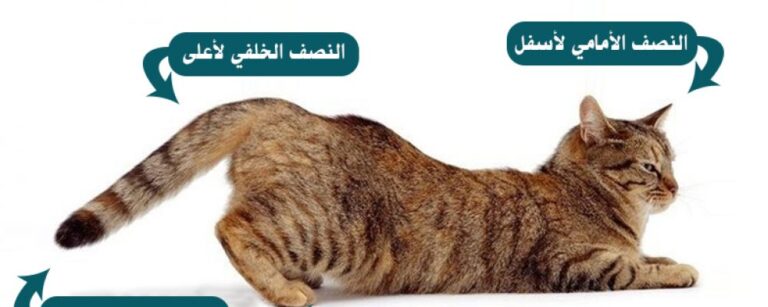 طريقة تزاوج القطط عن قرب