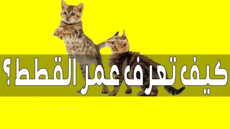 طريقة التعرف على عمر القطط