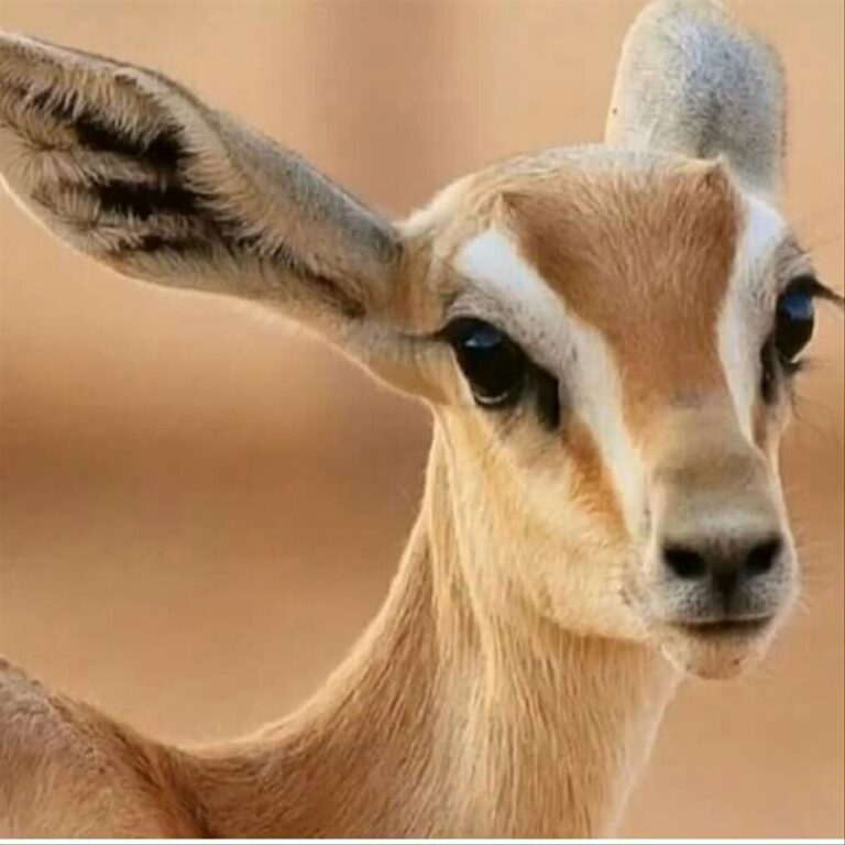 صور غزال الريم
