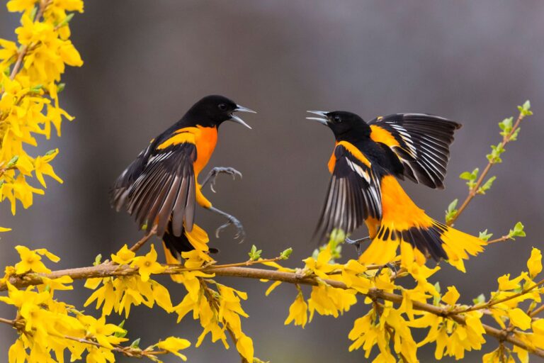 صور العصفور ومعلومات عامه