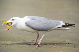 صور النورس