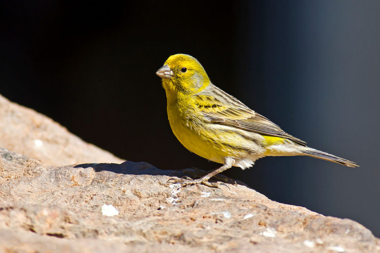 صور كنارى ومعلومات عامه