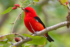 صور البلبل