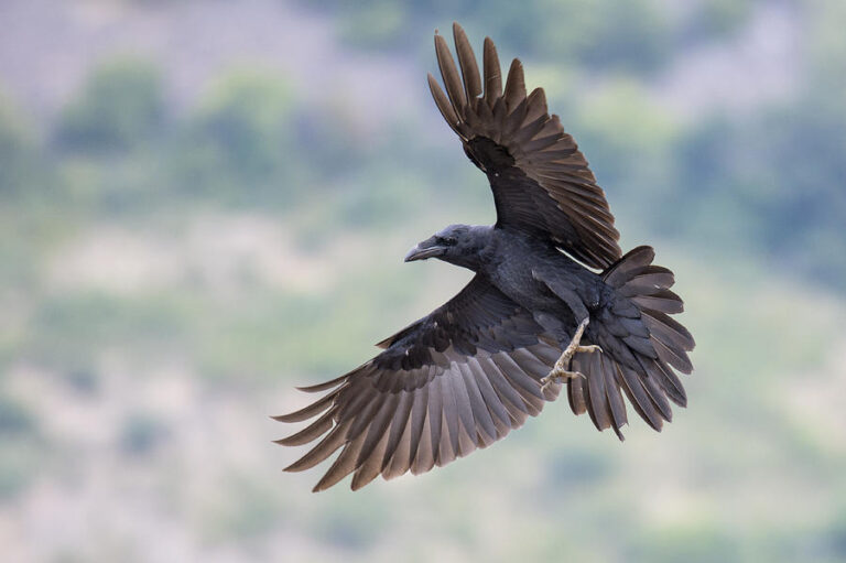 صور الغراب ومعلومات طائر الغراب