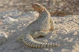 صور الورن