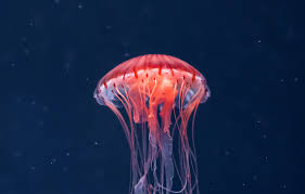 صور قنديل البحر