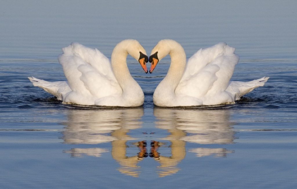 صور البجعه