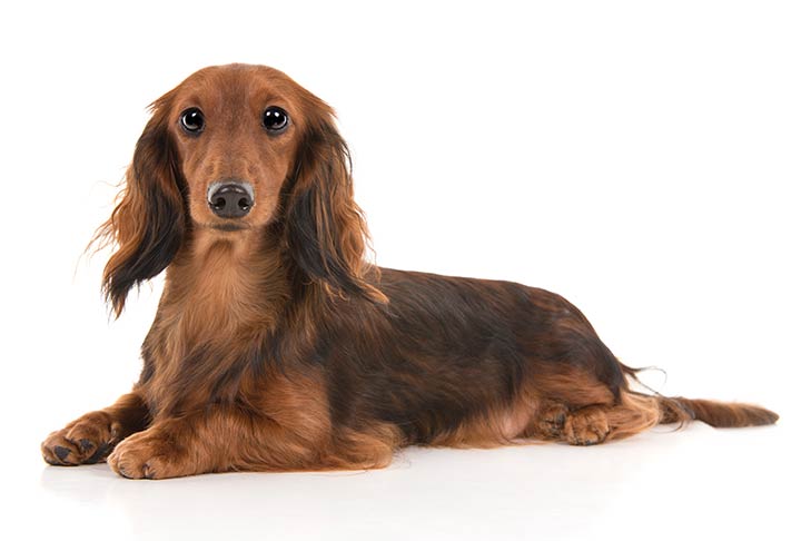 Dachshund الرعي الالماني