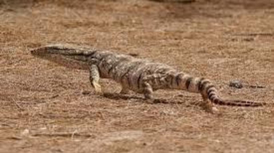صور الورن