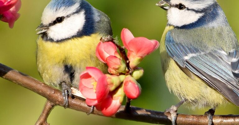 صور طيور ومعلومات عامه