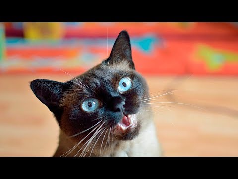 تعرف على لغة القطط