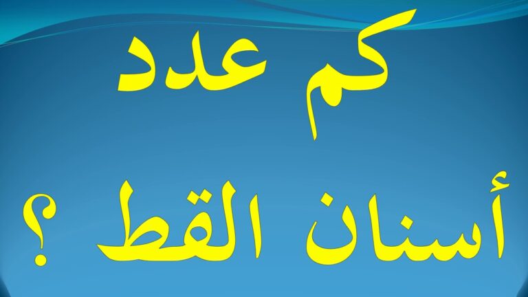 كم عدد اسنان القطط