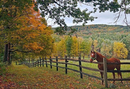 صور الخيول 
