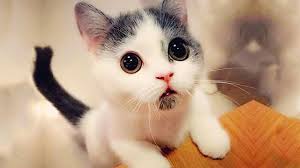 صور قطط كيوت
