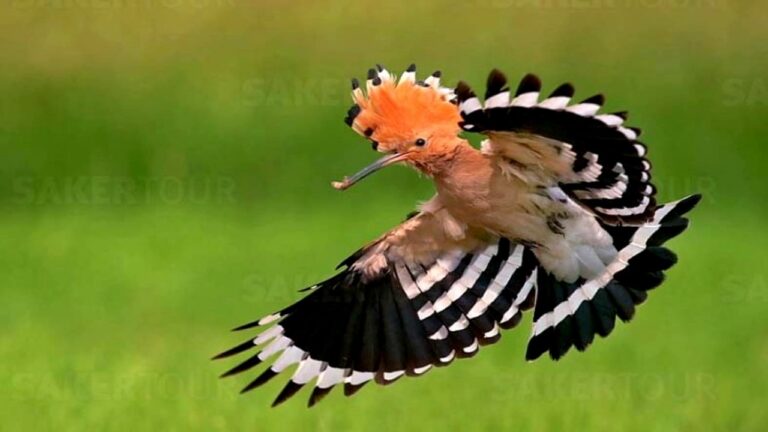 صور الهدهد ومعلومات عامه