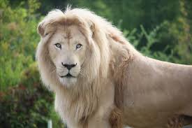 صور اسود
