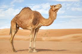 صور الجمل ومعلومات عامه