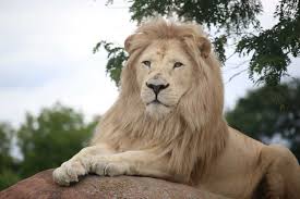 صور اسود