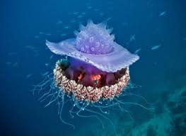 صور قندديل البحر 