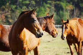 صور الخيول 

