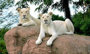 صور اسود