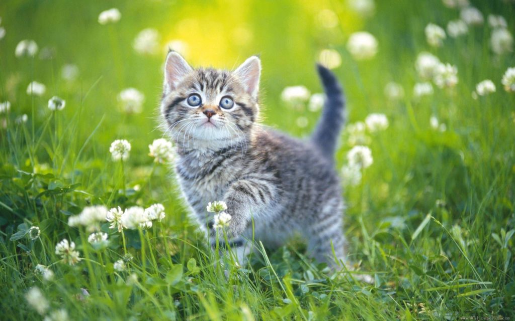 صور قطه صغيره