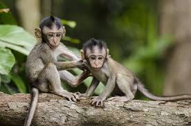 صور النسناس ومعلومات عامه
