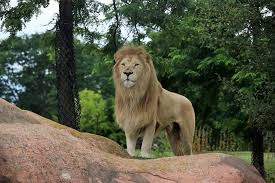 صور اسود