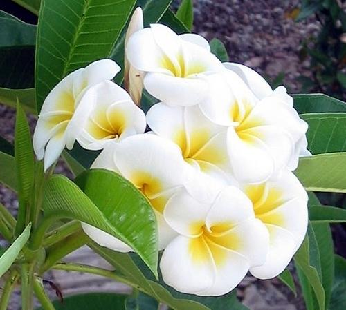 صور ورد الياسمين